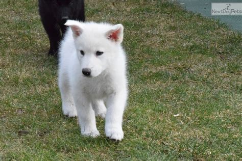 17 de jul. . Wolf puppies for sale colorado